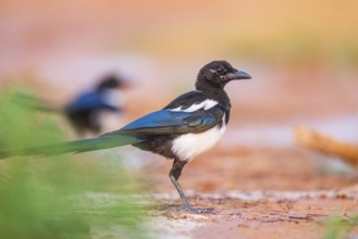 European magpie (Pica pica) on a farmers field, Belchite, Aragon, Saragossa, Spain