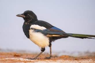 European magpie (Pica pica) on a farmers field at a drinking pool, Belchite, Aragon, Saragossa,