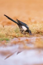 European magpie (Pica pica) on a farmers field at a drinking pool, Belchite, Aragon, Saragossa,