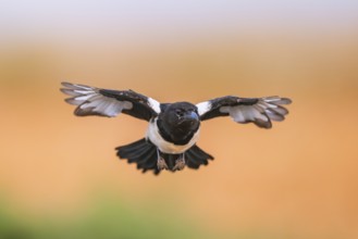 European magpie (Pica pica) flying over a field, Belchite, Aragon, Saragossa, Spain