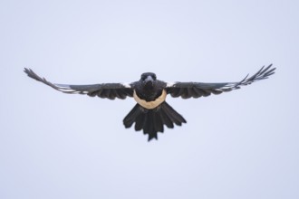 European magpie (Pica pica) flying over a field, Belchite, Aragon, Saragossa, Spain