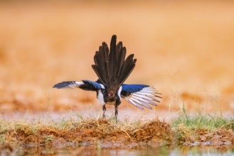 European magpie (Pica pica) on a farmers field, Belchite, Aragon, Saragossa, Spain