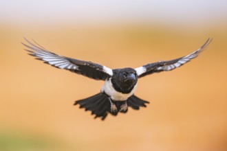 European magpie (Pica pica) flying over a field, Belchite, Aragon, Saragossa, Spain