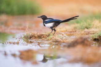 European magpie (Pica pica) on a farmers field at a drinking pool, Belchite, Aragon, Saragossa,