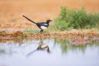 European magpie (Pica pica) on a farmers field at a drinking pool, Belchite, Aragon, Saragossa,