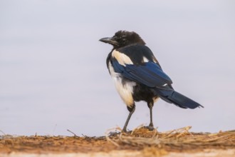 European magpie (Pica pica) on a farmers field at a drinking pool, Belchite, Aragon, Saragossa,