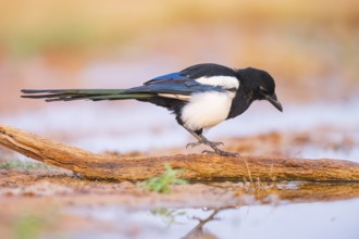 European magpie (Pica pica) on a farmers field at a drinking pool, Belchite, Aragon, Saragossa,