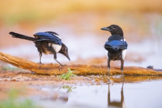 European magpie (Pica pica) on a farmers field at a drinking pool, Belchite, Aragon, Saragossa,