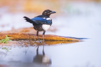 European magpie (Pica pica) on a farmers field at a drinking pool, Belchite, Aragon, Saragossa,
