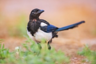 European magpie (Pica pica) on a farmers field, Belchite, Aragon, Saragossa, Spain
