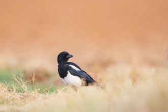 European magpie (Pica pica) on a farmers field, Belchite, Aragon, Saragossa, Spain