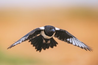 European magpie (Pica pica) flying over a field, Belchite, Aragon, Saragossa, Spain