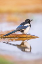 European magpie (Pica pica) on a farmers field at a drinking pool, Belchite, Aragon, Saragossa,