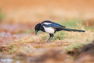 European magpie (Pica pica) on a farmers field, Belchite, Aragon, Saragossa, Spain