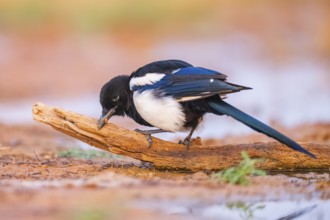 European magpie (Pica pica) on a farmers field, Belchite, Aragon, Saragossa, Spain