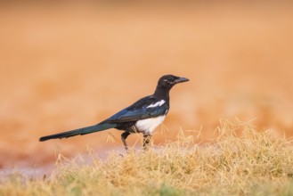 European magpie (Pica pica) on a farmers field, Belchite, Aragon, Saragossa, Spain