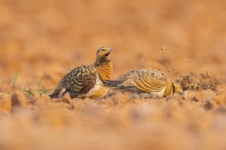 Pin-tailed Sandgrouse (Pterocles alchata) on a farmers field, Belchite, Aragon, Saragossa, Spain