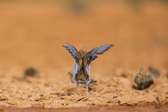Pin-tailed Sandgrouse (Pterocles alchata) flying on a farmers field at a water pool, Belchite,