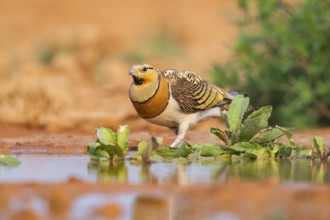 Pin-tailed Sandgrouse (Pterocles alchata) on a farmers field at a water pool, Belchite, Aragon,