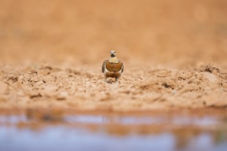 Pin-tailed Sandgrouse (Pterocles alchata) on a farmers field at a water pool, Belchite, Aragon,