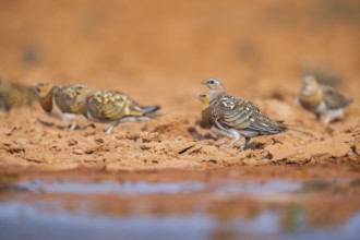 Pin-tailed Sandgrouse (Pterocles alchata) on a farmers field at a water pool, Belchite, Aragon,