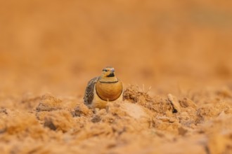Pin-tailed Sandgrouse (Pterocles alchata) on a farmers field, Belchite, Aragon, Saragossa, Spain