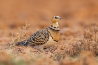 Pin-tailed Sandgrouse (Pterocles alchata) on a farmers field, Belchite, Aragon, Saragossa, Spain