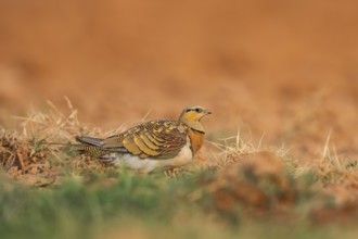 Pin-tailed Sandgrouse (Pterocles alchata) on a farmers field, Belchite, Aragon, Saragossa, Spain