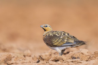 Pin-tailed Sandgrouse (Pterocles alchata) on a farmers field, Belchite, Aragon, Saragossa, Spain
