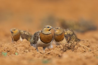 Pin-tailed Sandgrouse (Pterocles alchata) on a farmers field, Belchite, Aragon, Saragossa, Spain