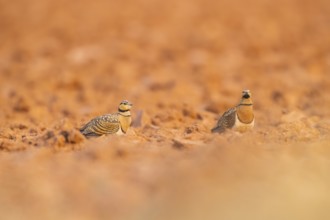 Pin-tailed Sandgrouse (Pterocles alchata) on a farmers field, Belchite, Aragon, Saragossa, Spain