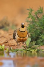 Pin-tailed Sandgrouse (Pterocles alchata) on a farmers field at a water pool, Belchite, Aragon,