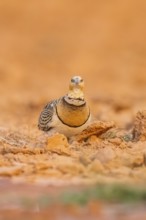 Pin-tailed Sandgrouse (Pterocles alchata) on a farmers field, Belchite, Aragon, Saragossa, Spain