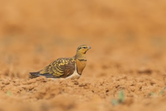 Pin-tailed Sandgrouse (Pterocles alchata) on a farmers field, Belchite, Aragon, Saragossa, Spain