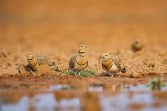 Pin-tailed Sandgrouse (Pterocles alchata) on a farmers field at a water pool, Belchite, Aragon,
