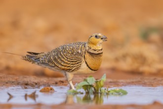 Pin-tailed Sandgrouse (Pterocles alchata) on a farmers field at a water pool, Belchite, Aragon,