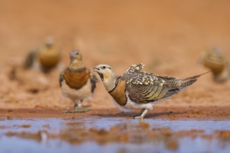 Pin-tailed Sandgrouse (Pterocles alchata) on a farmers field drinking at a water pool, Belchite,