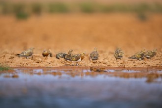 Pin-tailed Sandgrouse (Pterocles alchata) on a farmers field at a water pool, Belchite, Aragon,