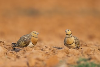 Pin-tailed Sandgrouse (Pterocles alchata) on a farmers field, Belchite, Aragon, Saragossa, Spain