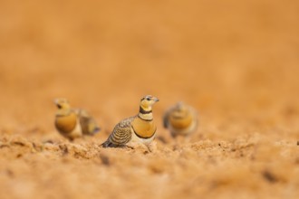 Pin-tailed Sandgrouse (Pterocles alchata) on a farmers field, Belchite, Aragon, Saragossa, Spain