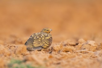Pin-tailed Sandgrouse (Pterocles alchata) on a farmers field, Belchite, Aragon, Saragossa, Spain
