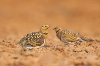 Pin-tailed Sandgrouse (Pterocles alchata) on a farmers field, Belchite, Aragon, Saragossa, Spain