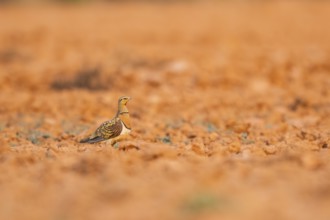 Pin-tailed Sandgrouse (Pterocles alchata) on a farmers field, Belchite, Aragon, Saragossa, Spain