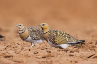 Pin-tailed Sandgrouse (Pterocles alchata) on a farmers field, Belchite, Aragon, Saragossa, Spain