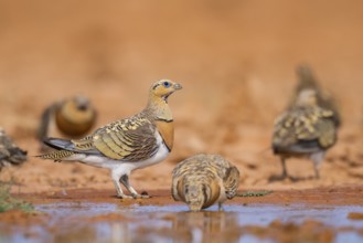 Pin-tailed Sandgrouse (Pterocles alchata) on a farmers field drinking at a water pool, Belchite,