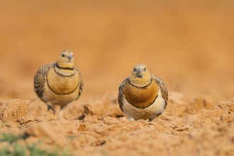 Pin-tailed Sandgrouse (Pterocles alchata) on a farmers field, Belchite, Aragon, Saragossa, Spain