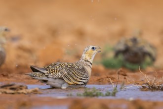 Pin-tailed Sandgrouse (Pterocles alchata) on a farmers field drinking at a water pool, Belchite,