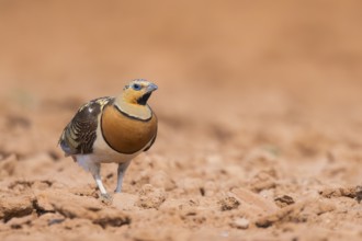 Pin-tailed Sandgrouse (Pterocles alchata) on a farmers field, Belchite, Aragon, Saragossa, Spain