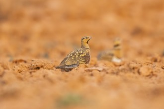 Pin-tailed Sandgrouse (Pterocles alchata) on a farmers field, Belchite, Aragon, Saragossa, Spain
