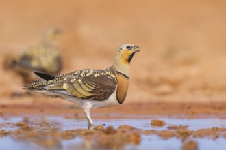 Pin-tailed Sandgrouse (Pterocles alchata) on a farmers field at a water pool, Belchite, Aragon,